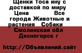 Щенки Тоса-ину с доставкой по миру › Цена ­ 68 000 - Все города Животные и растения » Собаки   . Смоленская обл.,Десногорск г.